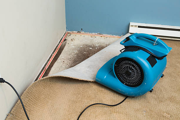 Best Local water damage restoration  in Issaquah, WA